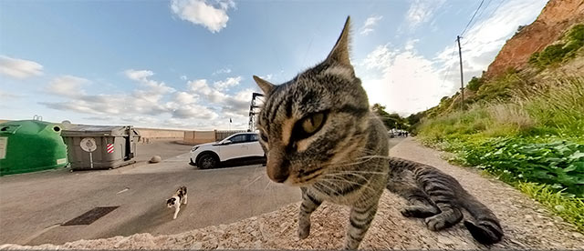 360°-VR-Panorama Gatos en Jávea/Xàbia