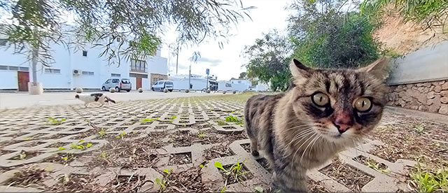 360°-VR-Panorama Gatos en Jávea/Xàbia