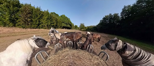 360°-Panorama von Pferden an Heuraufe