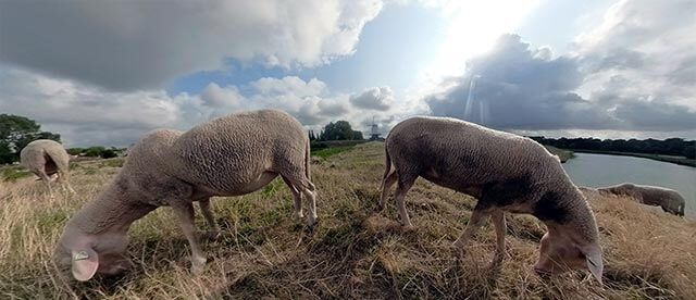 360°-VR-Panorama Schapen in Veere (NL)