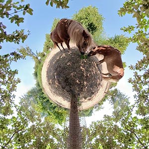 Little Planets - 360°-Fotografie