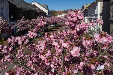 Foto mit Drohne: Luftaufnahmen aus Witten. Mit unserer Drohne haben wir Luftbilder zur Kirschblüte in Witten-Herbede erstellt