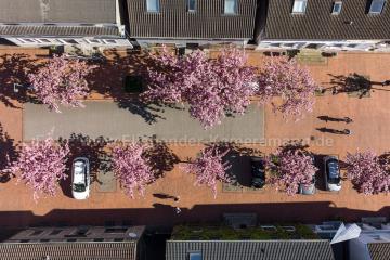 Foto mit Drohne: Luftaufnahmen aus Witten. Mit unserer Drohne haben wir Luftbilder zur Kirschblüte in Witten-Herbede erstellt