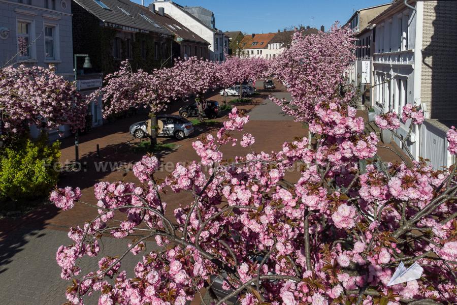 Luftaufnahmen aus Witten. Mit unserer Drohne haben wir Luftbilder zur Kirschblüte in Witten-Herbede erstellt