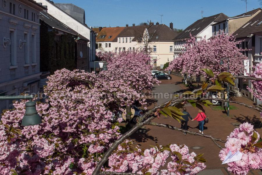 Luftaufnahmen aus Witten. Mit unserer Drohne haben wir Luftbilder zur Kirschblüte in Witten-Herbede erstellt