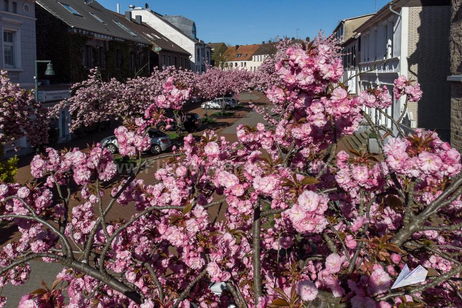 Luftaufnahmen aus Witten. Mit unserer Drohne haben wir Luftbilder zur Kirschblüte in Witten-Herbede erstellt