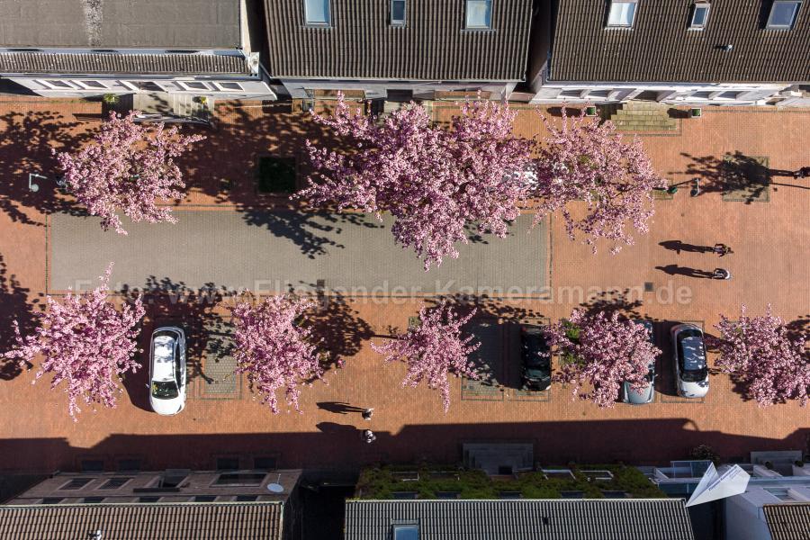 Luftaufnahmen aus Witten. Mit unserer Drohne haben wir Luftbilder zur Kirschblüte in Witten-Herbede erstellt