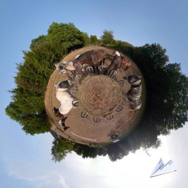 360 Grad Pferde Heuraufe Tiny Planet 