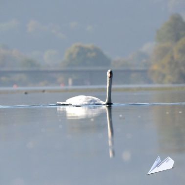 Schwan Kemnader Stausee Luftaufnahme 