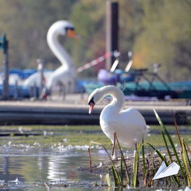 Schwan Kemnader Stausee Luftaufnahme 