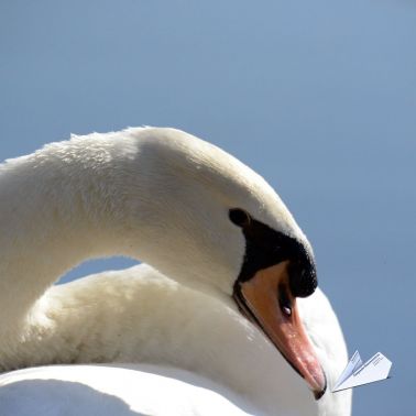 Schwan Kemnader Stausee Luftaufnahme 