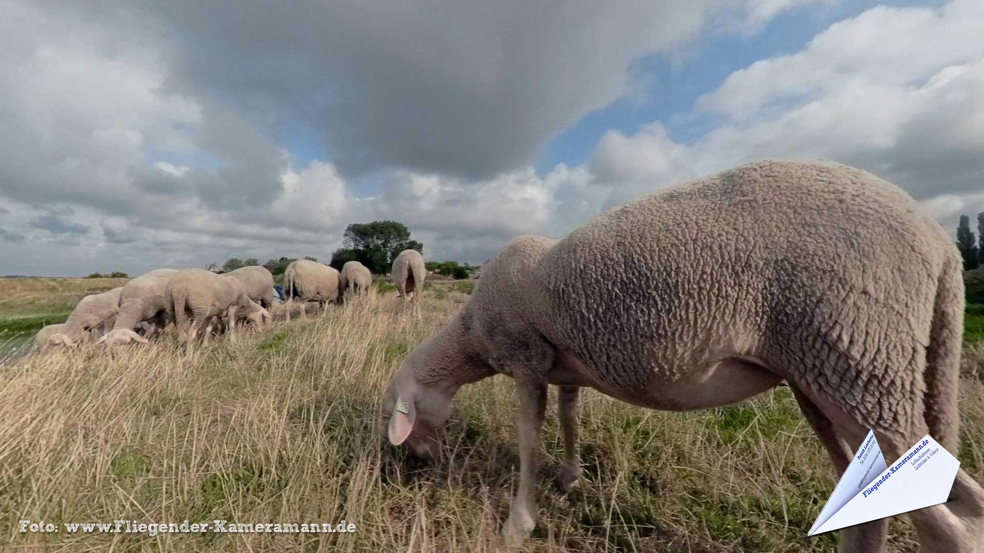 Schapen in Veere (NL) - 360°-Panorama