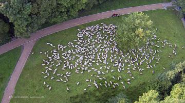 Foto mit Drohne: Landwirtschaft, Forstwirtschaft